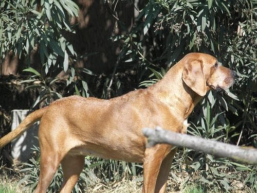 A cute black and white dog
